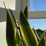 Alojamento de Acomodação e Pequeno-almoço Soholt - *
