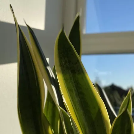 Bed & Breakfast Soholt - *